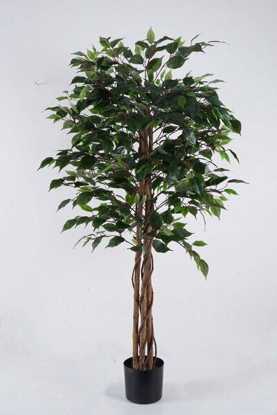 Evergreen Tall Ficus