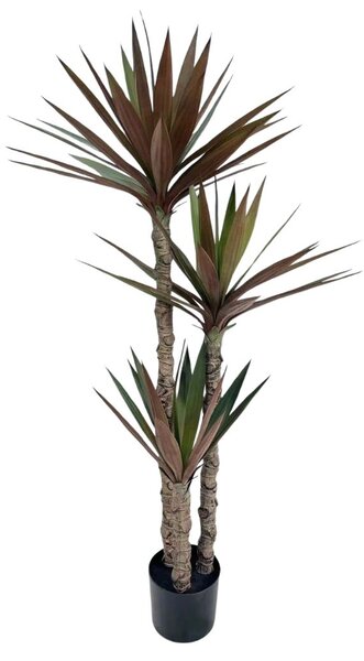 Yucca