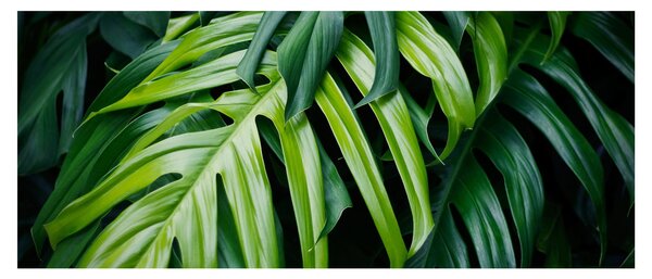 Kép - trópusi levelek (120x50 cm)