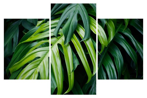 Kép - trópusi levelek (90x60 cm)