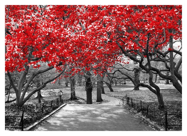 Kép - vörös fák,Central Park, New York (70x50 cm)