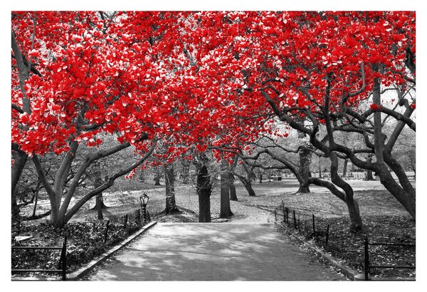 Kép - vörös fák,Central Park, New York (90x60 cm)