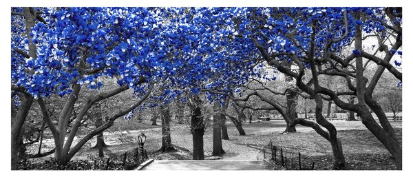 Kép - Kék fák, Central Park, New York (120x50 cm)