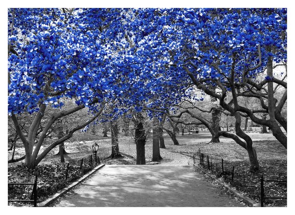 Kép - Kék fák, Central Park, New York (70x50 cm)