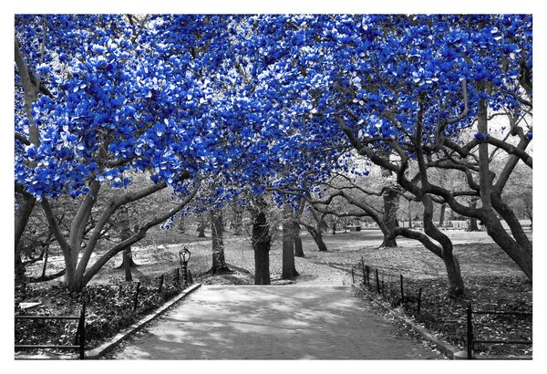 Kép - Kék fák, Central Park, New York (90x60 cm)