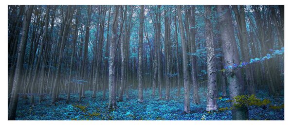Kép - varázslatos erdő (120x50 cm)