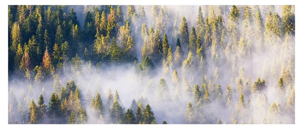 Fák képe a ködben (120x50 cm)
