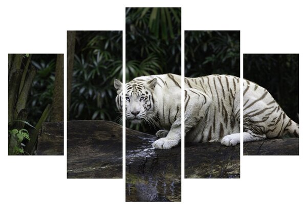 Kép - albínó tigris (150x105 cm)