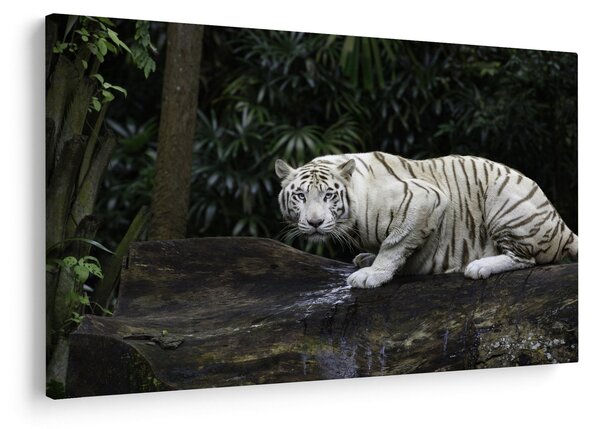 Kép - albínó tigris (90x60 cm)