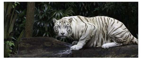 Kép - albínó tigris (120x50 cm)