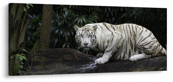 Kép - albínó tigris (120x50 cm)