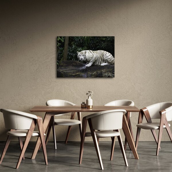 Kép - albínó tigris (70x50 cm)