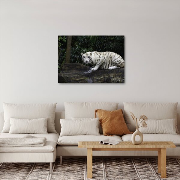 Kép - albínó tigris (70x50 cm)