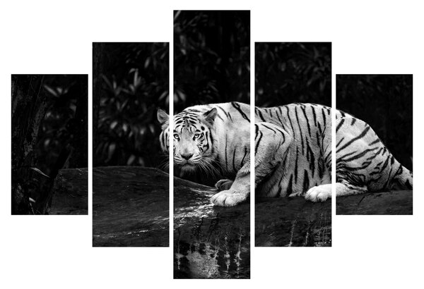 Kép - albínó tigris, fekete-fehér (150x105 cm)