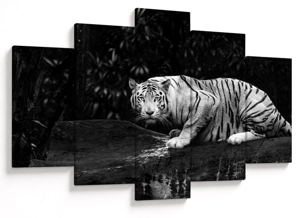 Kép - albínó tigris, fekete-fehér (150x105 cm)