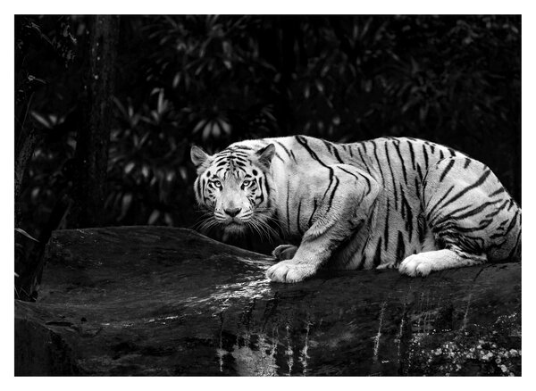 Kép - albínó tigris, fekete-fehér (70x50 cm)