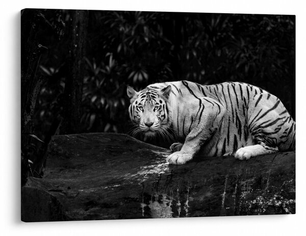 Kép - albínó tigris, fekete-fehér (70x50 cm)