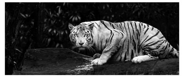 Kép - albínó tigris, fekete-fehér (120x50 cm)