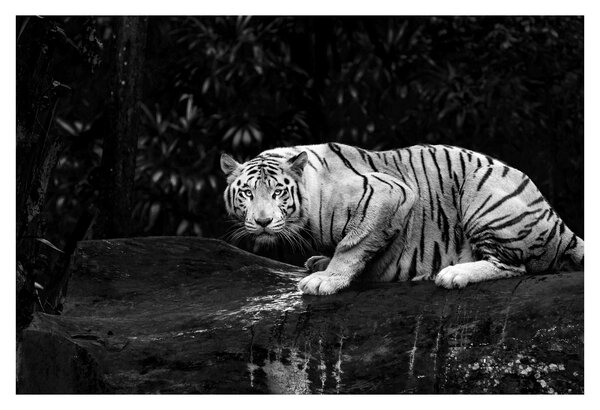 Kép - albínó tigris, fekete-fehér (90x60 cm)