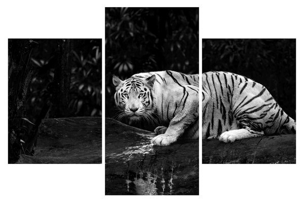 Kép - albínó tigris, fekete-fehér (90x60 cm)