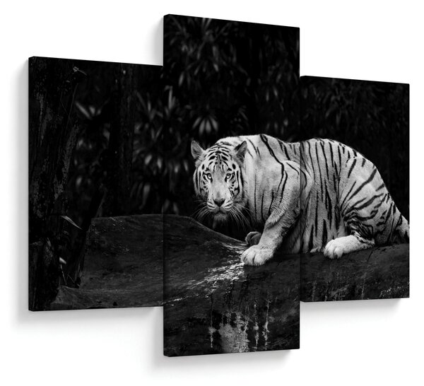 Kép - albínó tigris, fekete-fehér (90x60 cm)