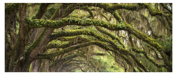 Kép - Oaks Avenue, Charleston, Dél-Karolina, Egyesült Államok (120x50 cm)