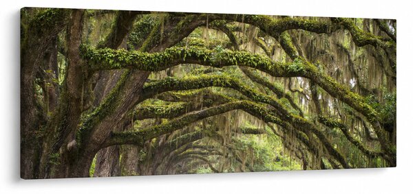 Kép - Oaks Avenue, Charleston, Dél-Karolina, Egyesült Államok (120x50 cm)