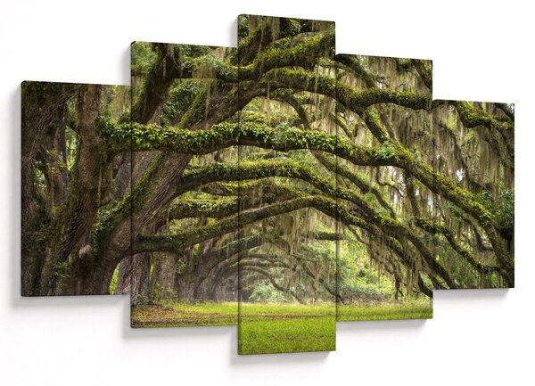 Kép - Oaks Avenue, Charleston, Dél-Karolina, Egyesült Államok (150x105 cm)