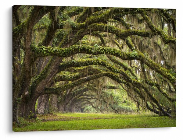 Kép - Oaks Avenue, Charleston, Dél-Karolina, Egyesült Államok (70x50 cm)