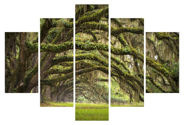 Kép - Oaks Avenue, Charleston, Dél-Karolina, Egyesült Államok (150x105 cm)