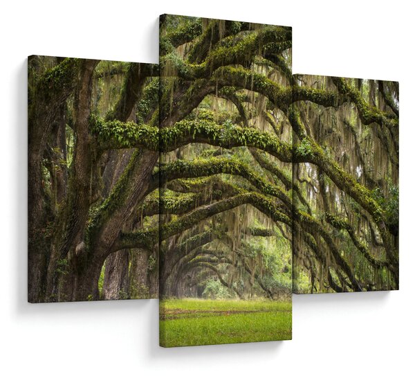 Kép - Oaks Avenue, Charleston, Dél-Karolina, Egyesült Államok (90x60 cm)