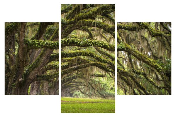 Kép - Oaks Avenue, Charleston, Dél-Karolina, Egyesült Államok (90x60 cm)