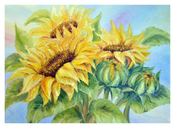Virágzó napraforgó képe (70x50 cm)