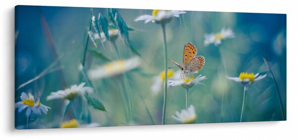 Kép - pillangó a százszorszépen (120x50 cm)