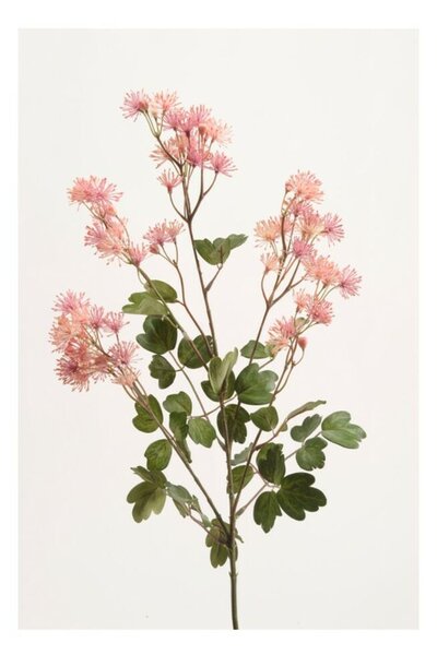 Művirág vadvirág, Rózsaszín
