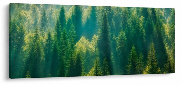 Kép - fenyőerdő (120x50 cm)