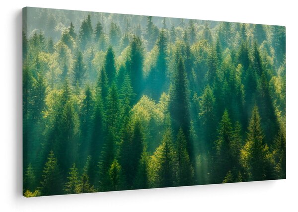 Kép - fenyőerdő (90x60 cm)