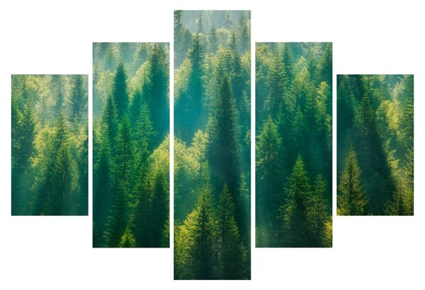 Kép - fenyőerdő (150x105 cm)