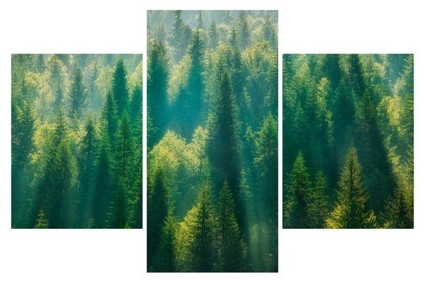 Kép - fenyőerdő (90x60 cm)