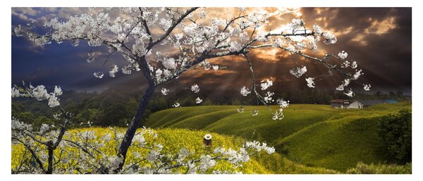 Kép - Virágzó fa az országban (120x50 cm)