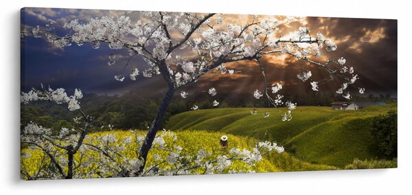 Kép - Virágzó fa az országban (120x50 cm)
