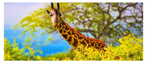 Egy kép egy zsiráfról Afrikában (120x50 cm)