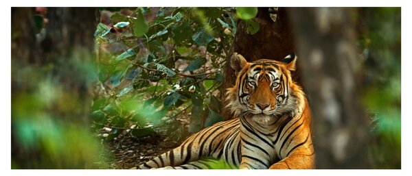 Pihenő tigris képe (120x50 cm)