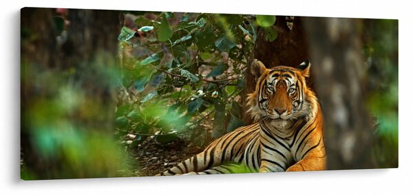Pihenő tigris képe (120x50 cm)