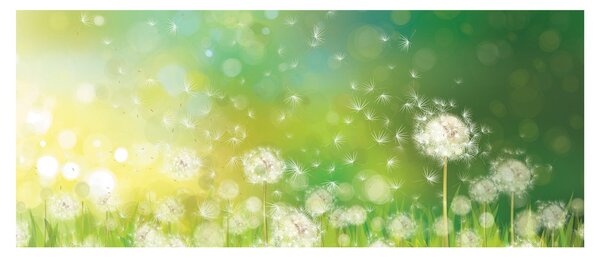 Kép - Virágozatlan pitypang (120x50 cm)