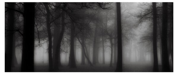 Kép - erdő a ködben (120x50 cm)