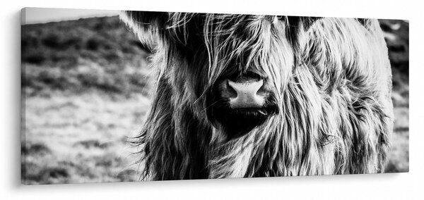 Kép - Highland - skót tehén (120x50 cm)