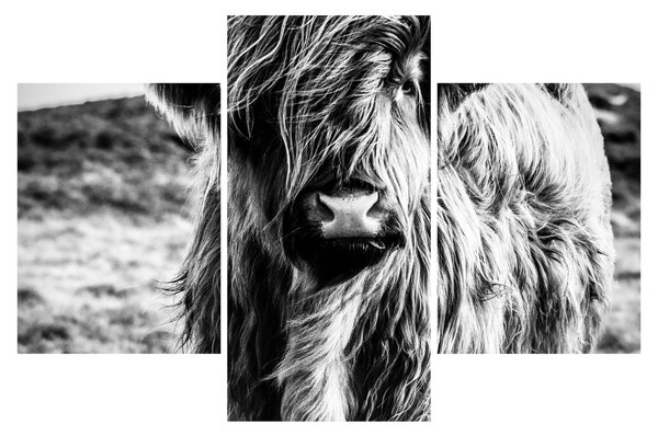 Kép - Highland - skót tehén (90x60 cm)