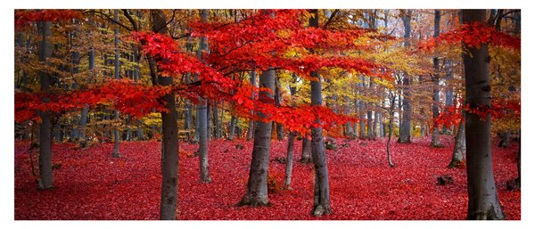 Kép - vörös erdő (120x50 cm)