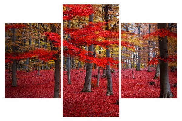 Kép - vörös erdő (90x60 cm)